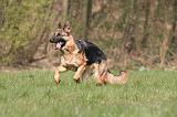 BERGER ALLEMAND 1293